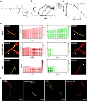 Harzianic acid exerts antimicrobial activity against Gram-positive bacteria and targets the cell membrane